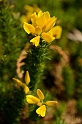 David Plant Photography - Wildlife Photography - Dwarf gorse - A